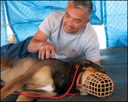 'Dog Whisperer With Cesar Millan'