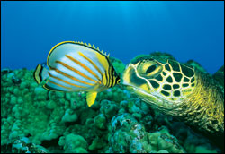 'OceanWorld 3D'