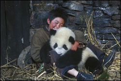 'Touch of the Panda'