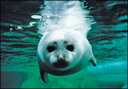 'Arctic Tale'