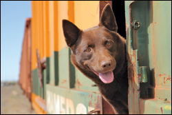 'Red Dog'