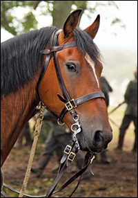 'War Horse'