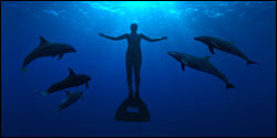 'The Cove'