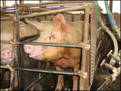 'Death on a Factory Farm'