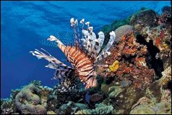 'Under the Sea'