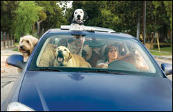 'Year of the Dog'