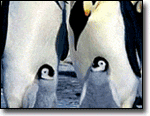 'Wedding Crashers' and 'March of the Penguins'