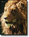 'The Chronicles of Narnia'