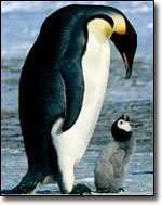 'March of the Penguins'