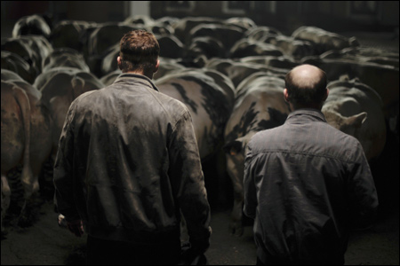 'Bullhead' - 1 nomination (best foreign language film - Belgium)